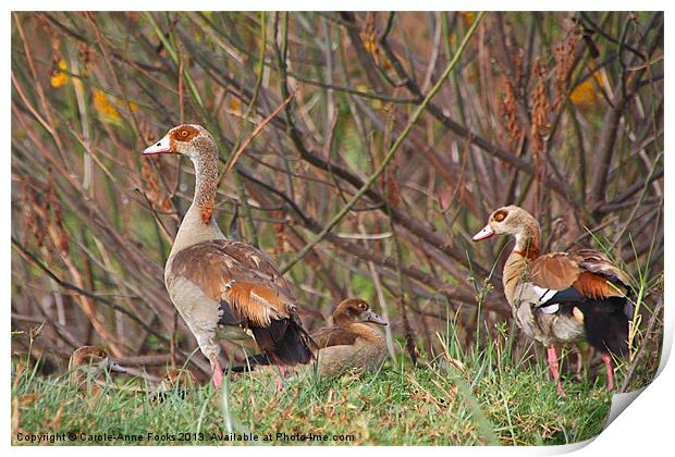 Egyptian Geese Family Print by Carole-Anne Fooks