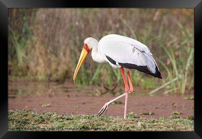 Yellow-Billed Stork Framed Print by Carole-Anne Fooks