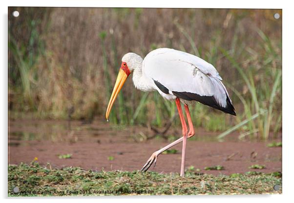 Yellow-Billed Stork Acrylic by Carole-Anne Fooks
