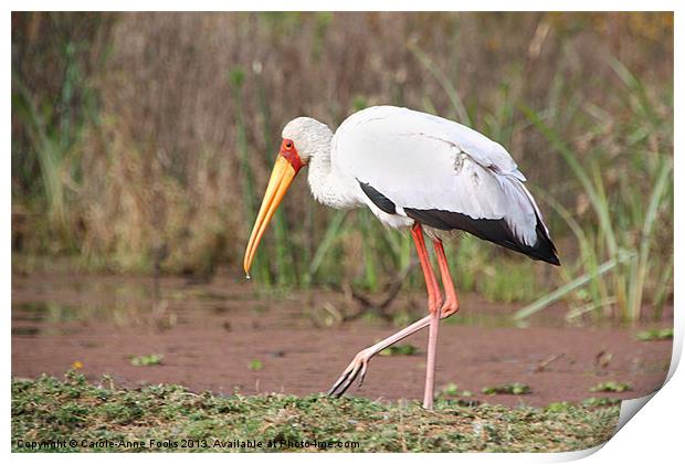 Yellow-Billed Stork Print by Carole-Anne Fooks