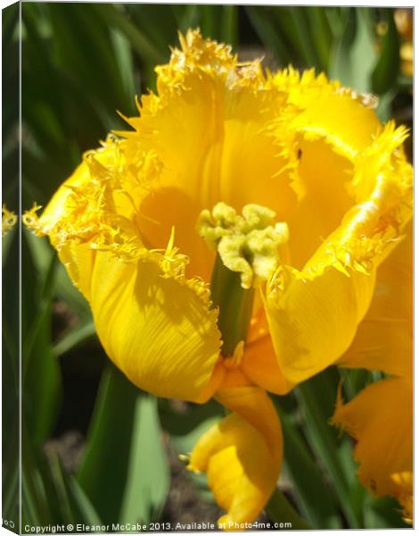 Striking Spring Yellow! Canvas Print by Eleanor McCabe