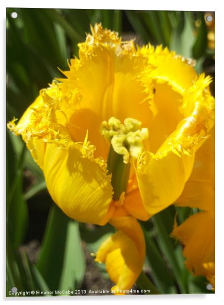 Striking Spring Yellow! Acrylic by Eleanor McCabe