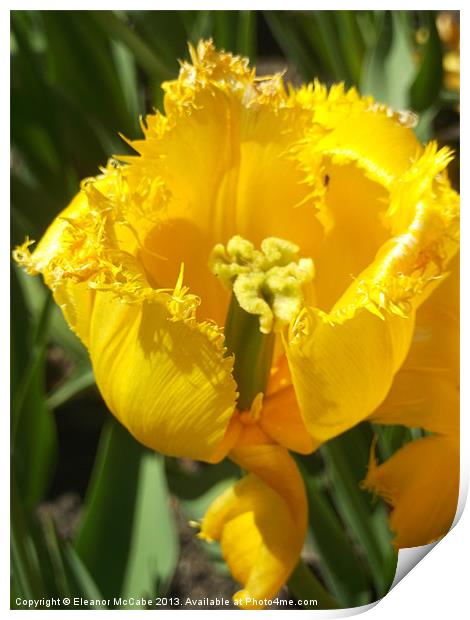 Striking Spring Yellow! Print by Eleanor McCabe