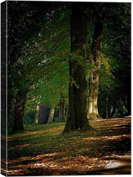Toned Buxton Trees Canvas Print by Nige Morton