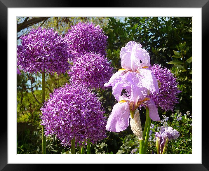 Purple Allium Giganteum & Irises Framed Mounted Print by Antoinette B