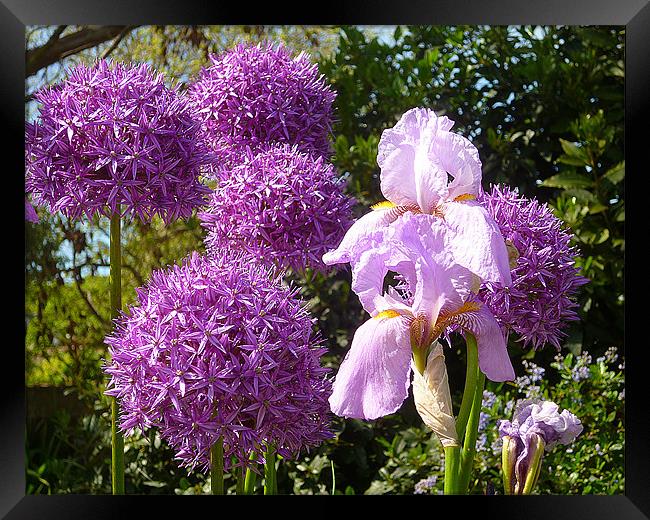 Purple Allium Giganteum & Irises Framed Print by Antoinette B