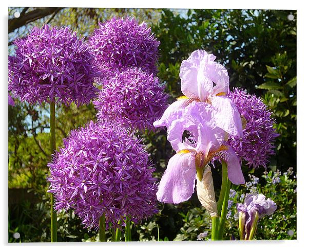 Purple Allium Giganteum & Irises Acrylic by Antoinette B