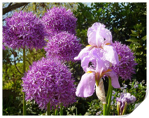 Purple Allium Giganteum & Irises Print by Antoinette B