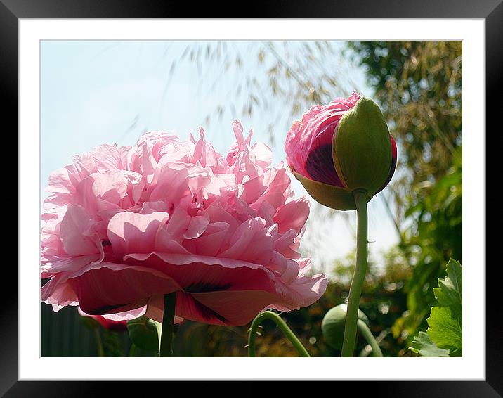Pink Oriental Poppy Framed Mounted Print by Antoinette B