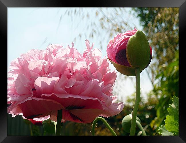 Pink Oriental Poppy Framed Print by Antoinette B