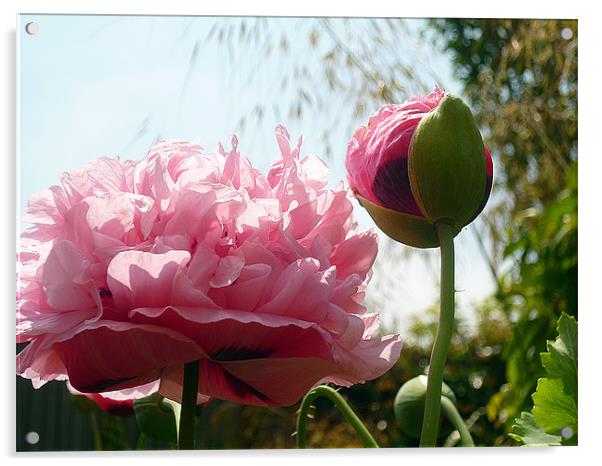 Pink Oriental Poppy Acrylic by Antoinette B