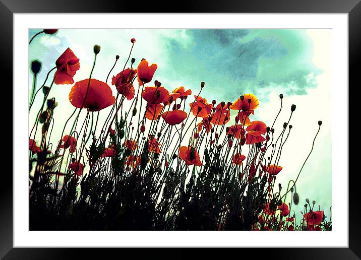 poppies in hot summer Framed Mounted Print by Livia Ivanovici