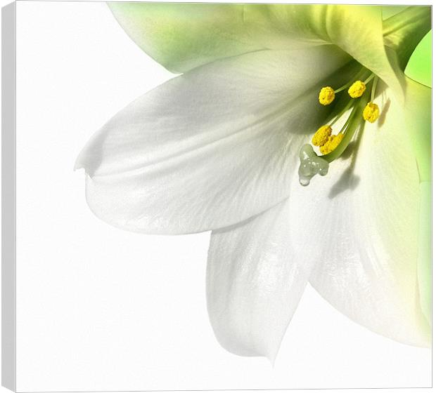A lily Canvas Print by Robert Fielding