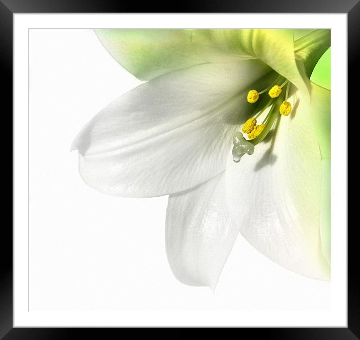 A lily Framed Mounted Print by Robert Fielding