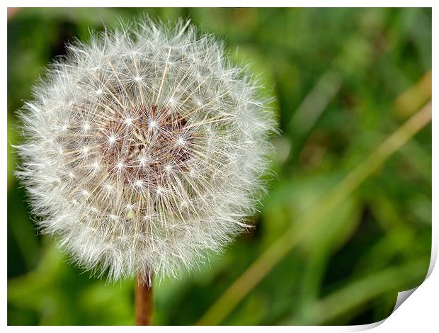 Dandelion Print by Gary Kenyon