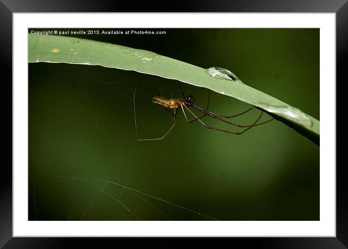 incy wincy spider Framed Mounted Print by paul neville