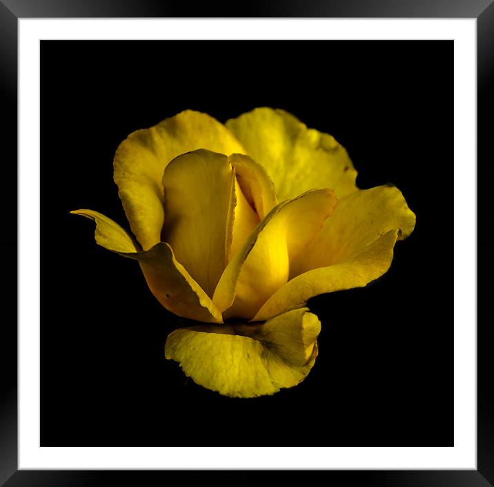 Yellow Mellow Framed Mounted Print by Tony Fishpool