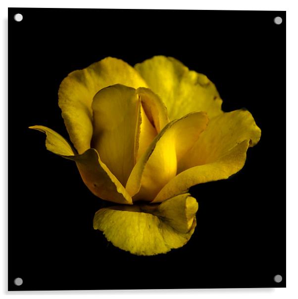 Yellow Mellow Acrylic by Tony Fishpool