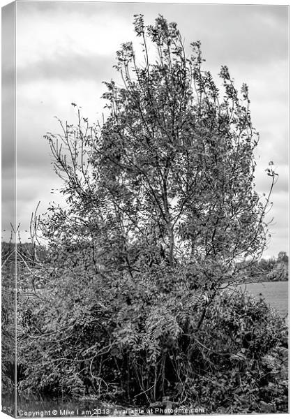 Tree in Mono Canvas Print by Thanet Photos