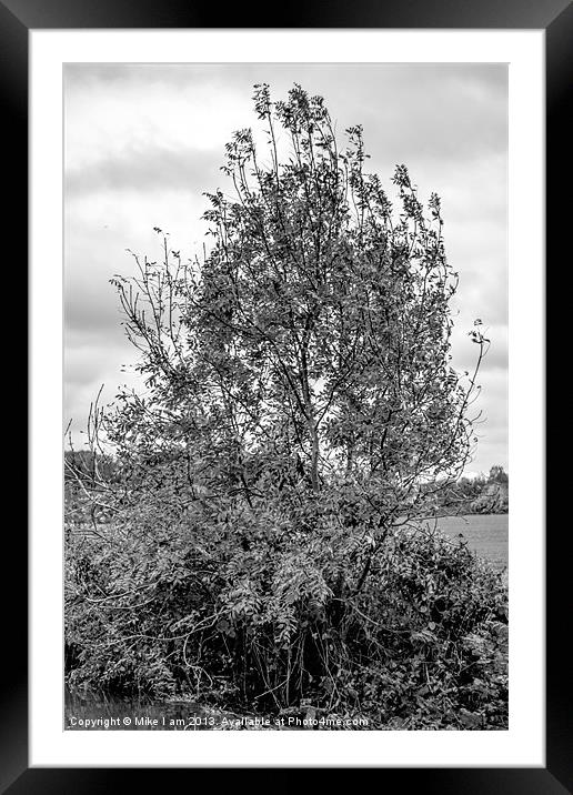 Tree in Mono Framed Mounted Print by Thanet Photos