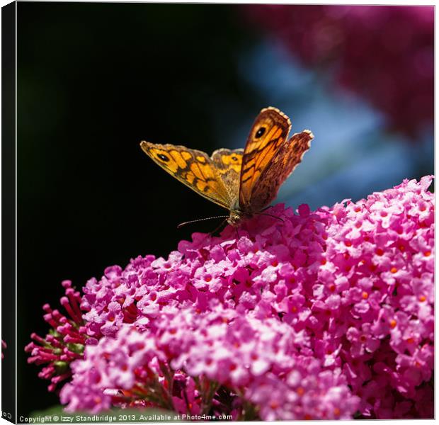 Wall Brown Butterfly on Buddleia Canvas Print by Izzy Standbridge