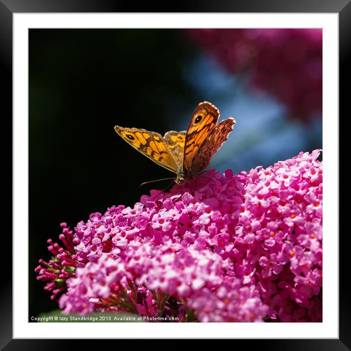 Wall Brown Butterfly on Buddleia Framed Mounted Print by Izzy Standbridge