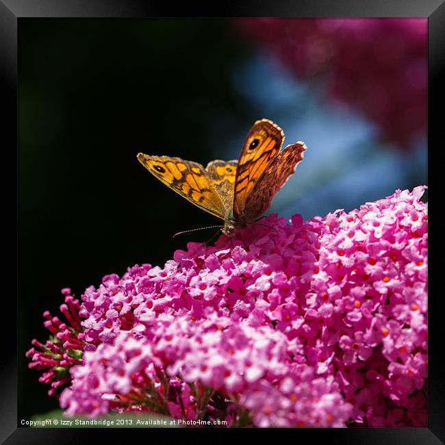 Wall Brown Butterfly on Buddleia Framed Print by Izzy Standbridge