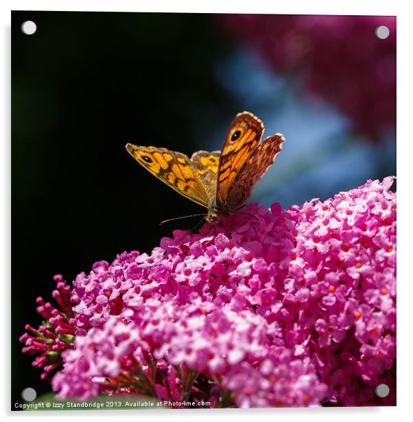 Wall Brown Butterfly on Buddleia Acrylic by Izzy Standbridge