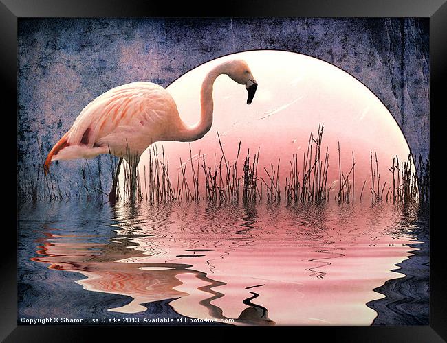 Flamingo Moon Framed Print by Sharon Lisa Clarke