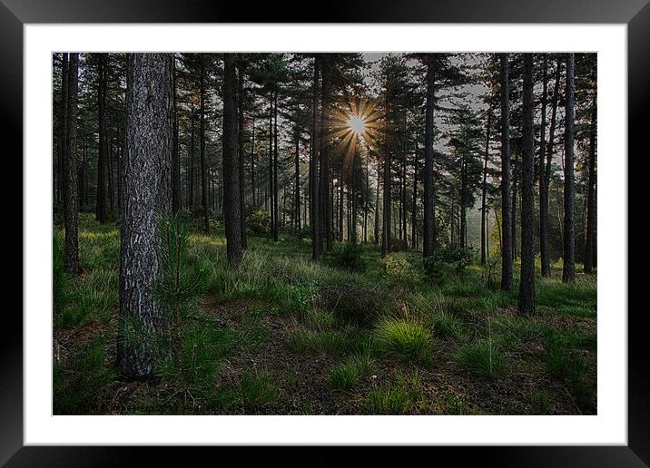 into the sun Framed Mounted Print by Jo Beerens