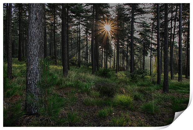 into the sun Print by Jo Beerens