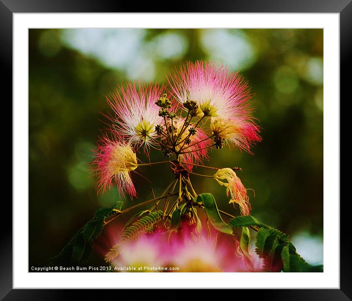 Mimosa Blooms Framed Mounted Print by Beach Bum Pics