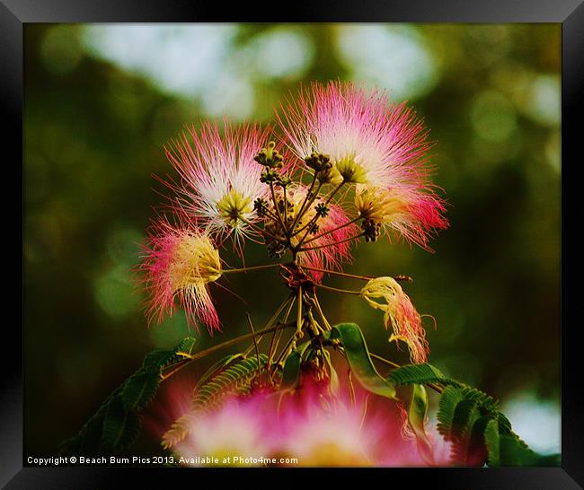 Mimosa Blooms Framed Print by Beach Bum Pics