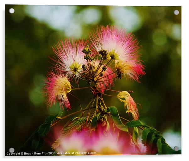 Mimosa Blooms Acrylic by Beach Bum Pics