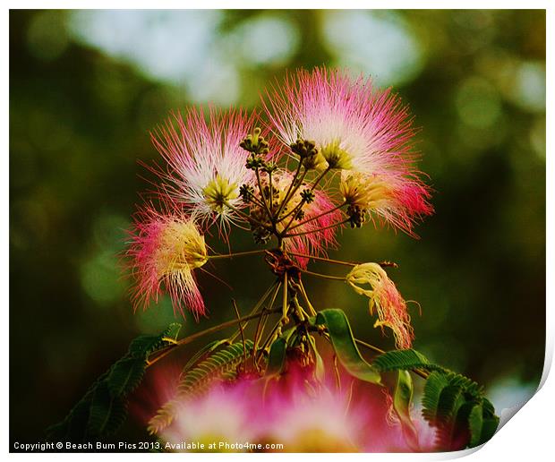 Mimosa Blooms Print by Beach Bum Pics