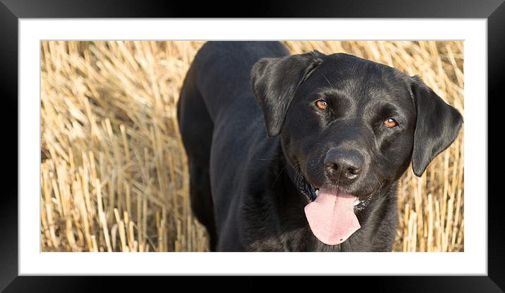 Black Labrador in the Stubble Framed Mounted Print by Simon Wrigglesworth