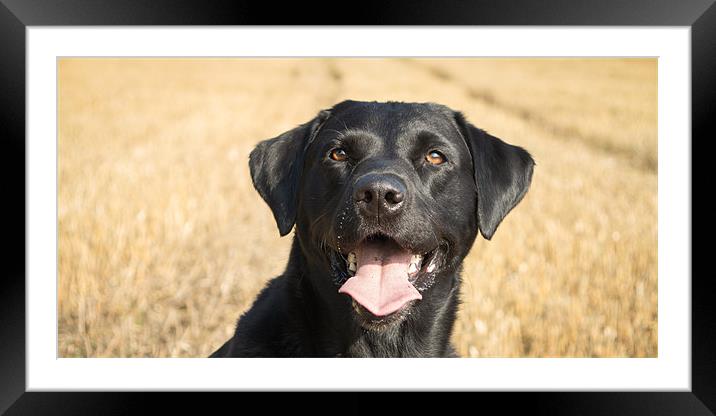 Labrador in the field Framed Mounted Print by Simon Wrigglesworth