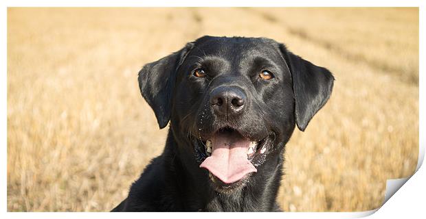 Labrador in the field Print by Simon Wrigglesworth