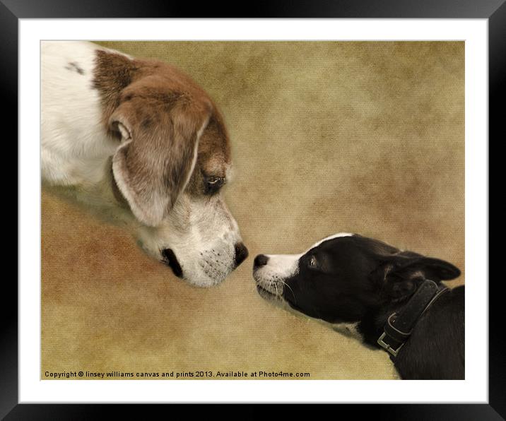 Nose To Nose Dogs Framed Mounted Print by Linsey Williams