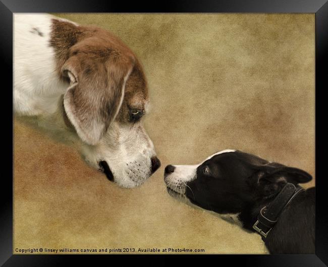 Nose To Nose Dogs Framed Print by Linsey Williams