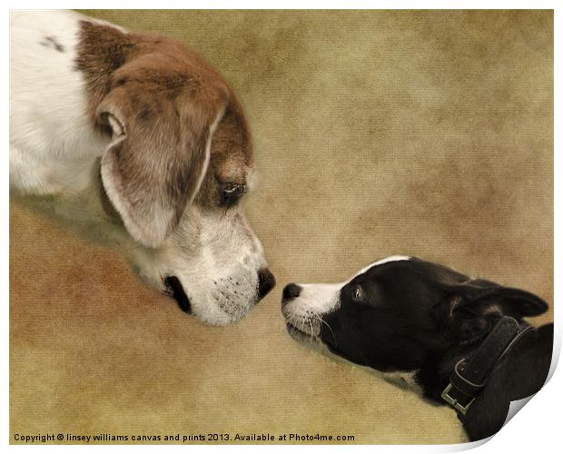 Nose To Nose Dogs Print by Linsey Williams