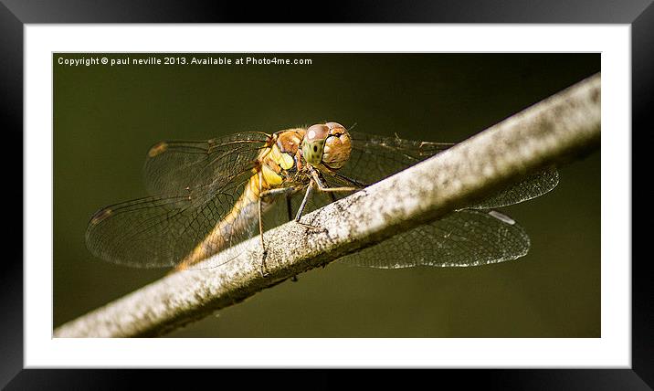 dragonfly Framed Mounted Print by paul neville