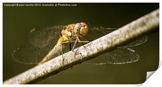 dragonfly Print by paul neville