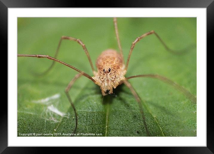 harvestman spider Framed Mounted Print by paul neville