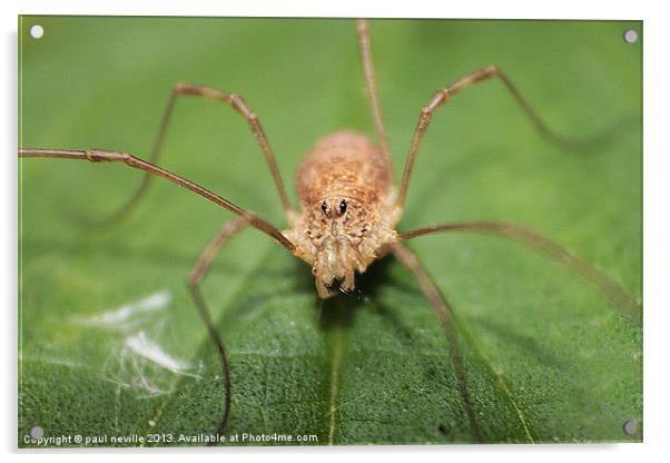 harvestman spider Acrylic by paul neville