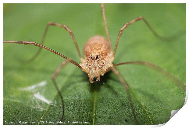 harvestman spider Print by paul neville