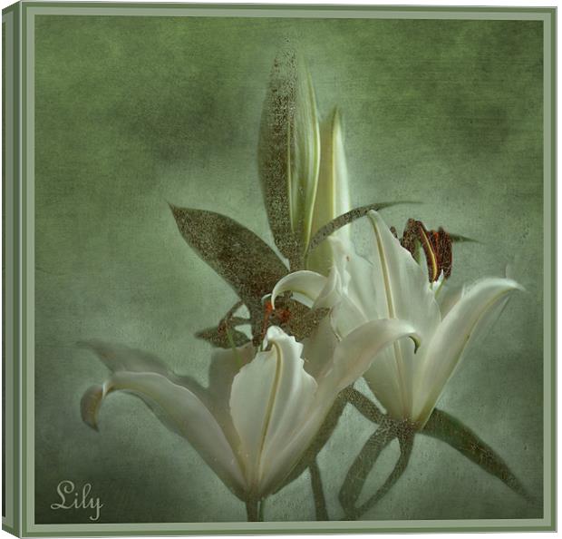 Lily Canvas Print by Fine art by Rina