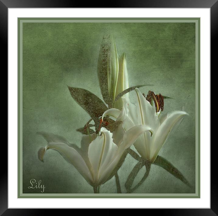 Lily Framed Mounted Print by Fine art by Rina