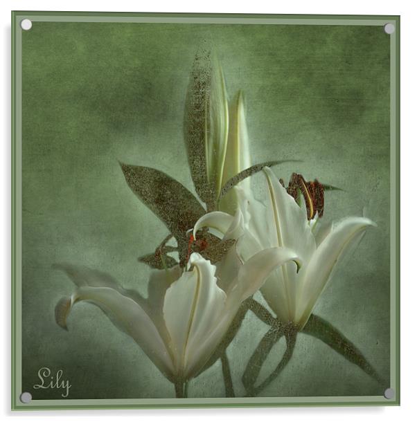 Lily Acrylic by Fine art by Rina