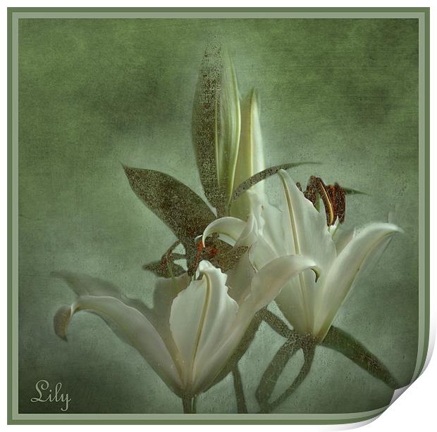 Lily Print by Fine art by Rina